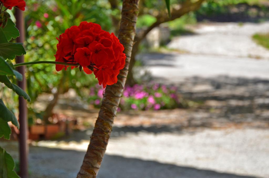 Belvedere Zakynthos Studios Vasilikí Екстериор снимка